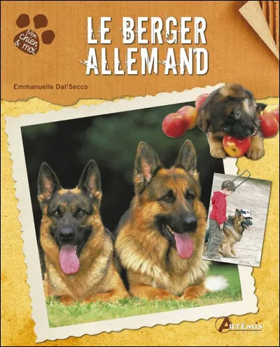 Quelle est en moyenne le poids du berger allemand ?