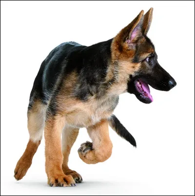 Quel est le tempérament du berger allemand ?