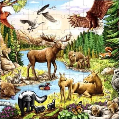 Quel animal, qui avait une grande importance dans léconomie des Amérindiens, est aujourdhui protégé car devenu rare en liberté ?