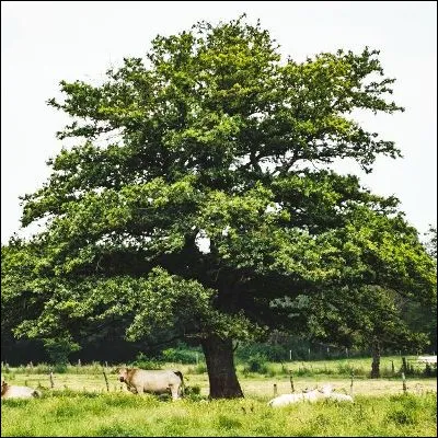 Quelle partie dun arbre, qui forme lélément de base du houppier, peut être charpentière ?