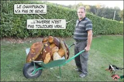 Arrêtons-nous un instant sur ce champignon comestible appelé collybie à pied velouté que l'on peut ramasser de septembre à février. Le trouvez-vous ?