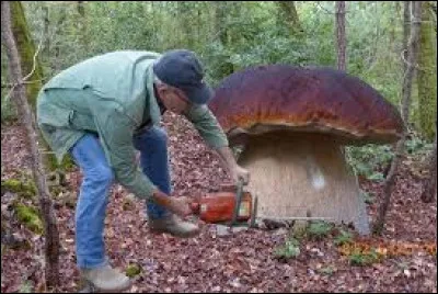 Et on clôt ce quiz en cherchant ce fameux comestible nommé trompette de la mort. Le reconnaissez-vous ?