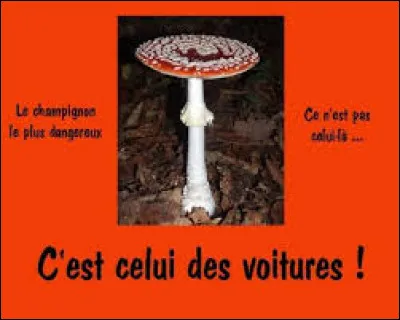 Pouvez-vous cliquer sur ce comestible nommé coprin chevelu ?