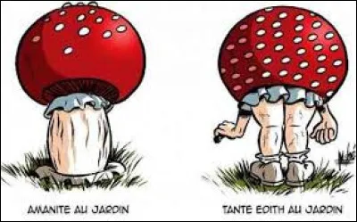 Comestible, l'agaric champêtre est le n°...