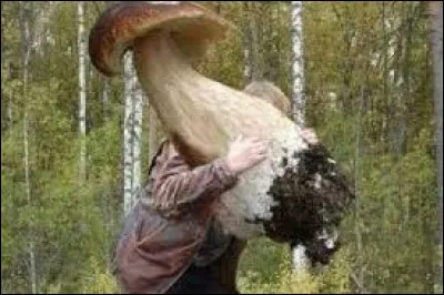 De ces trois champignons, lequelle est la russule charbonnière, qui est un bon comestible ?