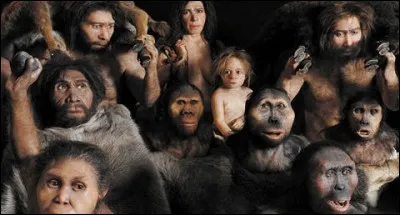 Que sont les hominidés ?