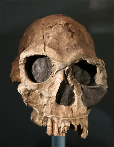 LHomo habilis est plus ancien humain connu. Doù vient son nom ?