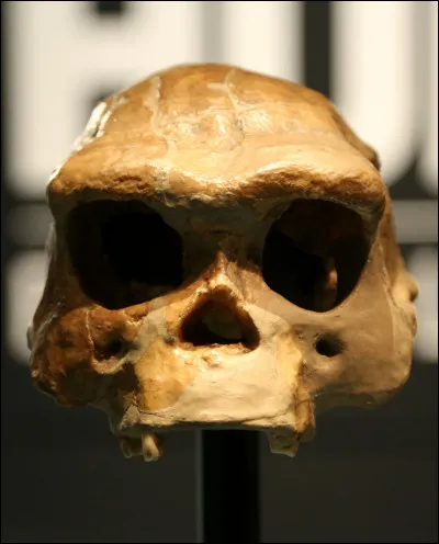 Quelle découverte doit-on à lHomo erectus ?