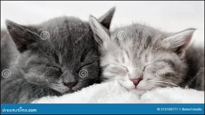 Qui est son compagnon ?