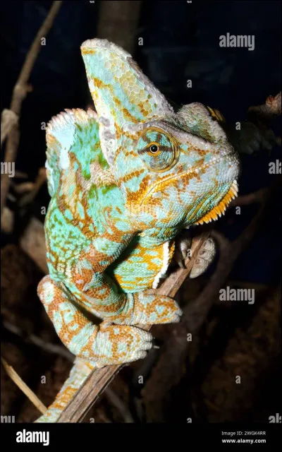 Quel animal peut changer de couleur pour se camoufler ?