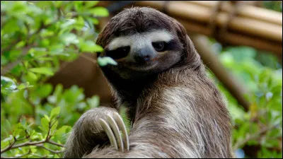 Quel animal est célèbre pour sa lenteur et vit souvent dans les arbres ?