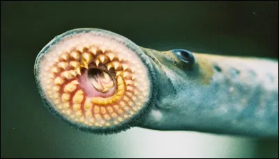 Voici une anguille africaine.