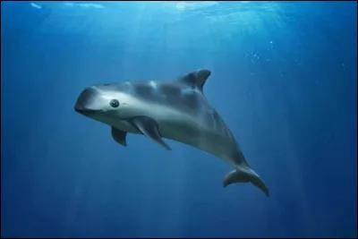 Le marsouin du Pacifique est l'un des animaux les plus menacés d'extinction.