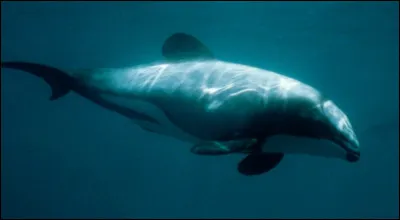 Quel est son nom scientifique ?