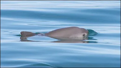 Est-il l'animal le plus rare et le plus en danger d'extinction ?