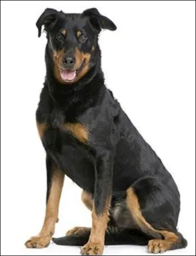 Quelle est la race de ce beau chien ?