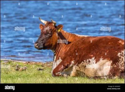 Nous finirons avec cet aviateur qui circule à des vitesses supersoniques, quand il est au sol, il reprend vite son chewing-gum. Qu'en fait-il ?