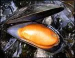 Comment s'appelle l'élevage des moules ?