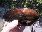 Existe-t-il des moules d'eau douces ?