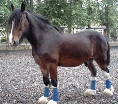 Quelle est cette race ?