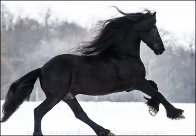 Quel est le nom de cette robe ?
