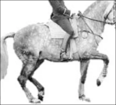 Quel est l'équilibre de ce cheval ?