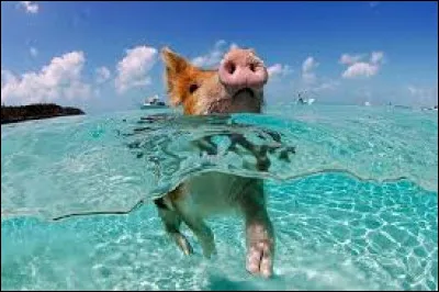 Sur cette île, on y retrouve énormément de cochons.