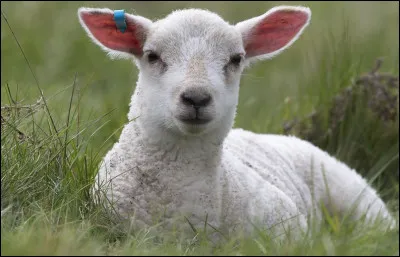 Quel est le nom de l'agneau femelle ?