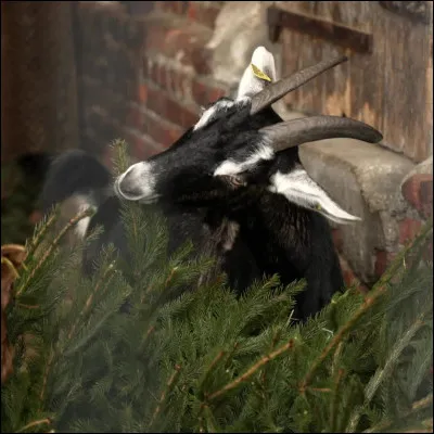 Comment appelle-t-on les petits de la chèvre ?