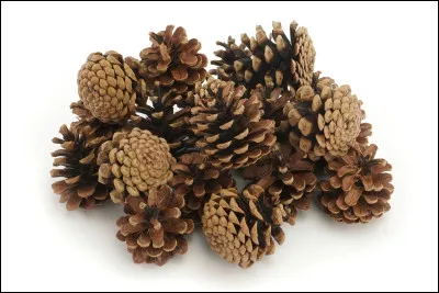 Comment appelle-t-on également une pomme de pin ?