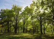 Quiz Les arbres