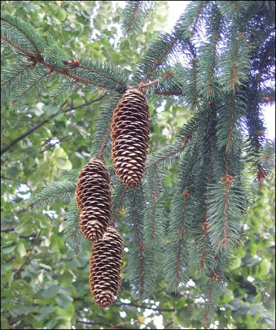 Ce cône vient de quel arbre ?