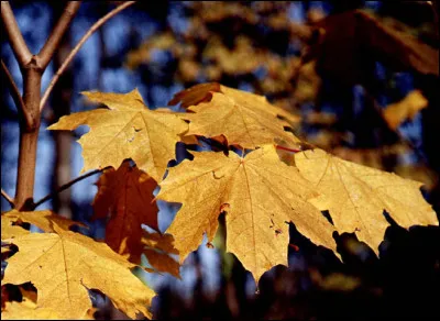 À quel arbre appartiennent ces feuilles aux couleurs d'automne ?