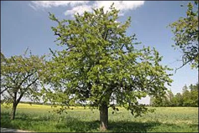 Cet arbre comporte des petits fruits rouges proches des cerises. Quel est son nom ?