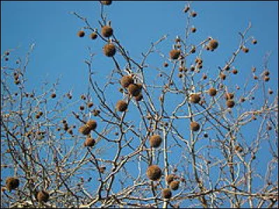 Quel arbre est à l'origine de ces fruits ?