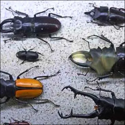 Quel coléoptère, utilisé par lhomme comme insecticide naturel, est appelé pernette dans certaines régions de Suisse romande et de Savoie ?