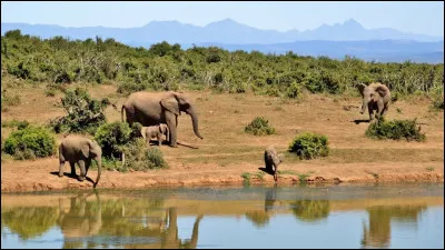 Le titre de la chanson américaine qui est à deviner n'est pas en rapport avec l'il du lion, mais avec celui...