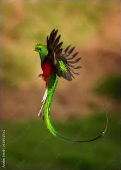 Lequel de ces oiseaux donne son nom à une monnaie ?