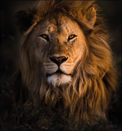 Le lion est :