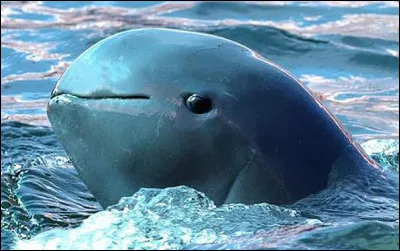 Voici un vaquita femelle.