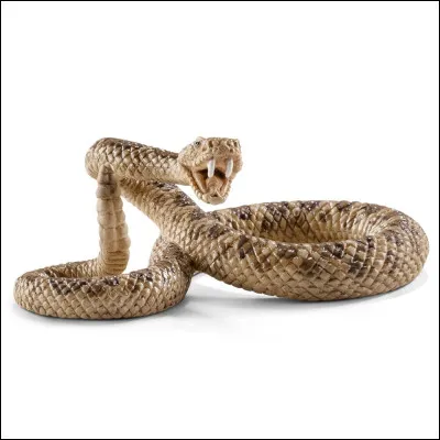 Voici un serpent à sonnette.
