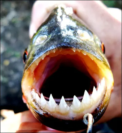Le piranha noir peut atteindre 50 cm.