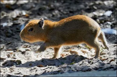 L'autre nom du capybara est myocastor.