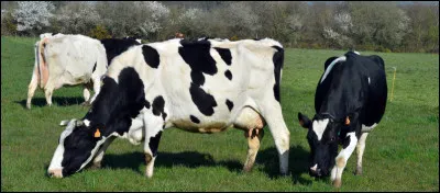 Langue française : Complétez la phrase suivante : "Ces vaches sont...".