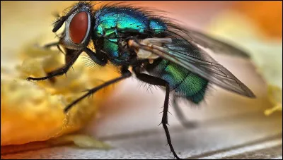 Que signifie l'expression "faire mouche" ?