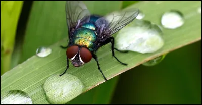 Laquelle de ces mouches pique les mammifères et se nourrit de leur sang ?