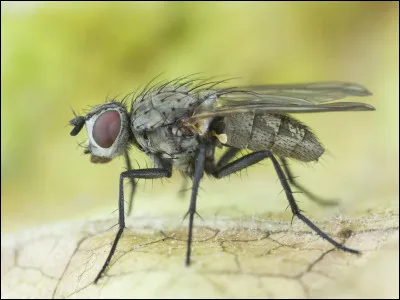 Que sont les "pattes de mouche" ?