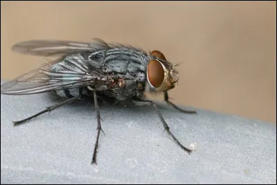 Dans quelle fameuse ville fran&ccedil;aise peut-on retrouver le quartier de "La Mouche" ?