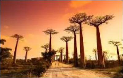 Quelle est la capitale de l'Afrique ?