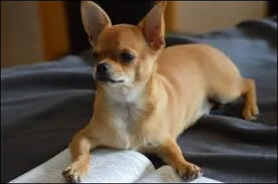 Quel est le poids moyen dun chihuahua adulte ?